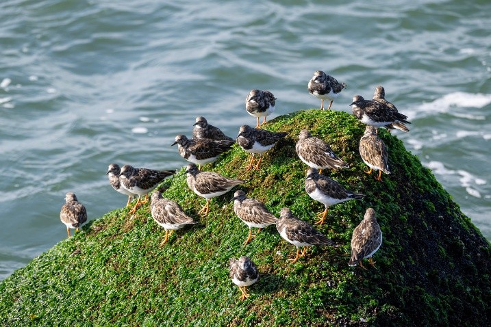 Steenlopers (Zuidpier Ijmuiden). Foto van Onbekend.